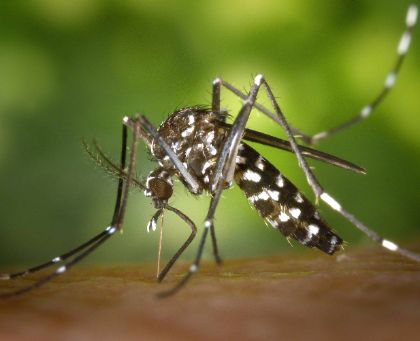 Campagna anno 2024 contro il proliferare delle zanzare